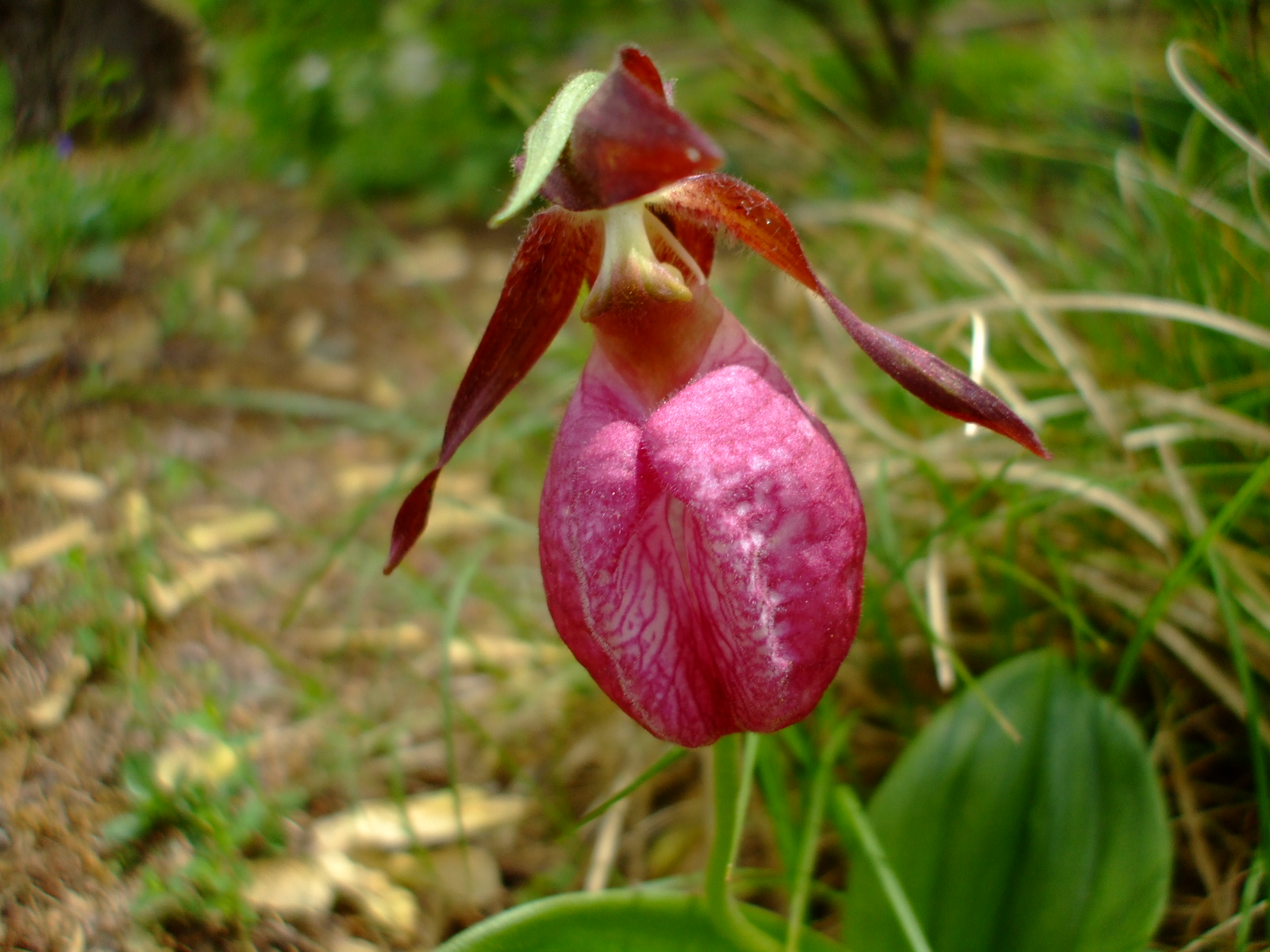 Cypripedium acaule